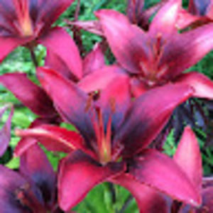 Meet your Posher, Dee